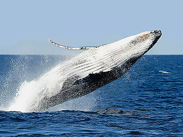 Whale jumping out of the water in front of a bright blue sky