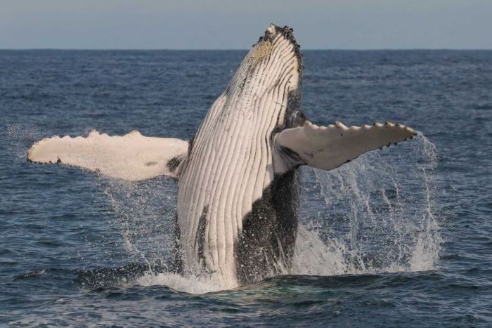 A whale leaping out of the water